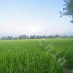 زمین با ویو زیبا در سنگر