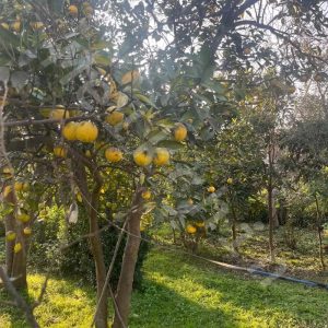 ویلا مسکونی در دهبنه ، سنگر با امکانات کامل به متراژ 1989 متر