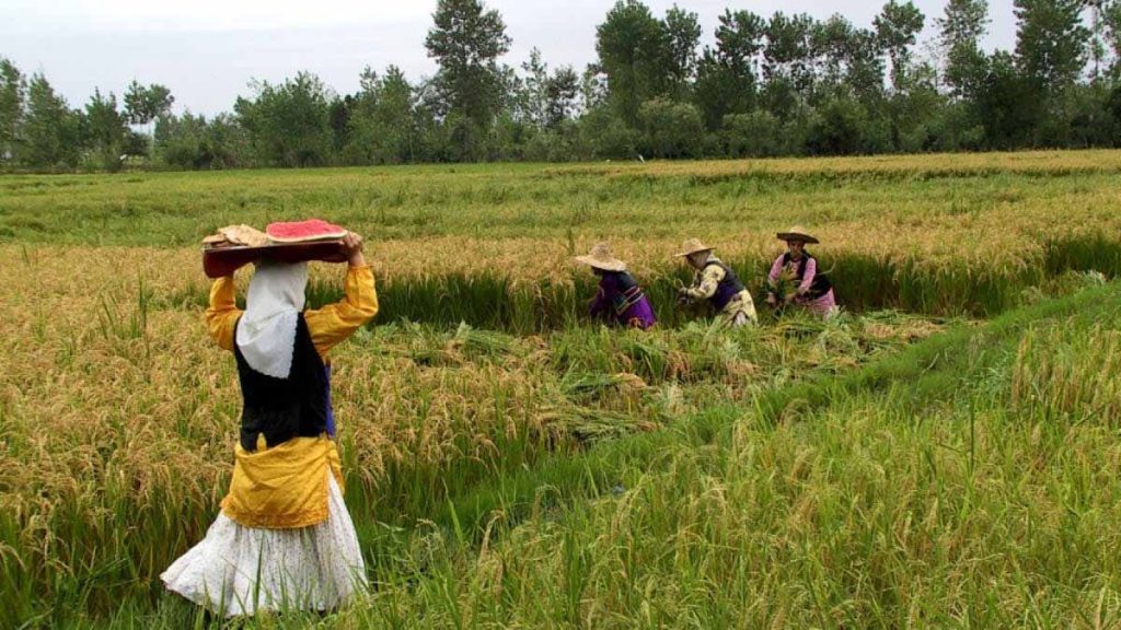 سرمایه گذاری در گیلان از طریق کشاورزی