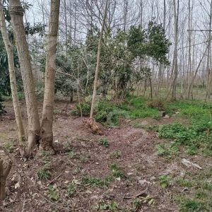 ویلای کلنگی با 1100 متر زمین در روستای گیل پرده سر شهر سنگر