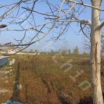 زمینی مسکونی با نامه بنیاد مسکن در روستای میانده شهر سنگر به متراژ 473 متر