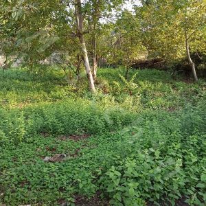 800 متر ویلایی مسکونی در روستای سراوان شهر سنگر