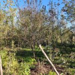 زمین 17 هزار متری در روستای نشرودکل در بخش سنگر