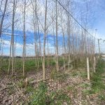 زمین 3 هزار متری در روستای جوبنه در بخش سنگر