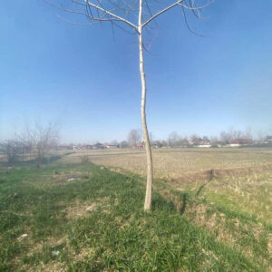 ویلا روستایی تک خواب