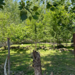 800m-orchard-sarvandan-666 (1)