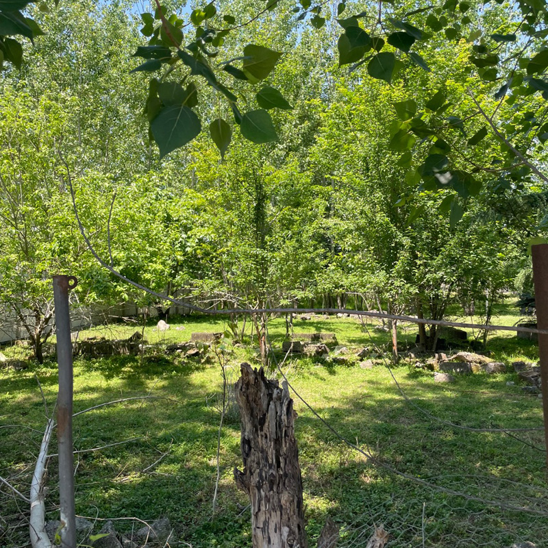 800m-orchard-sarvandan-666 (1)