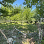 800m-orchard-sarvandan-666 (2)